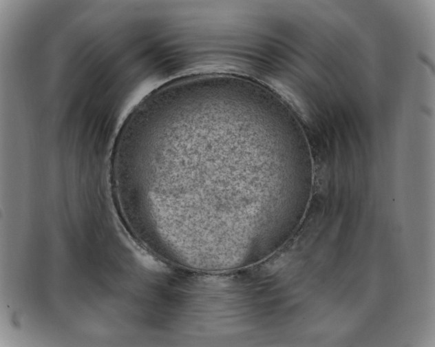 X0000098151086200804241734