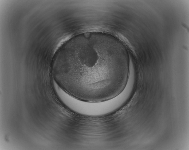 X0000098151218200804241731