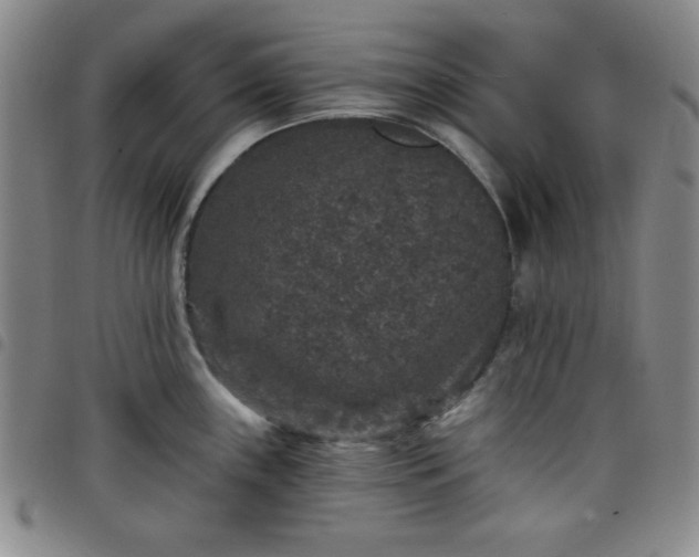 X0000098151243200804241731