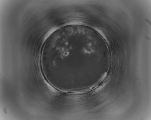 X0000098151245200804241732