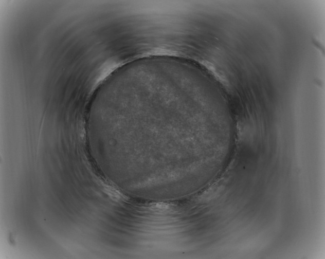 X0000098151266200804241730