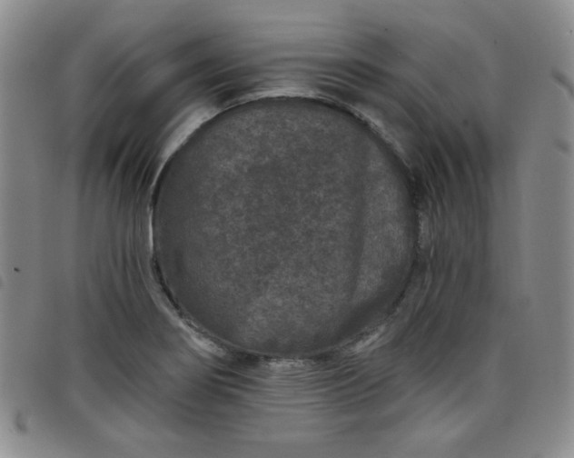 X0000098151274200804241730