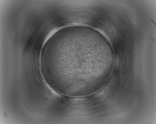 X0000098151294200804241730