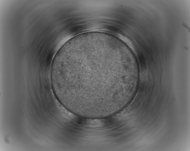 X0000098151338200804241730