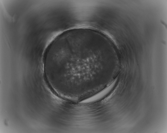 X0000098151414200804241728