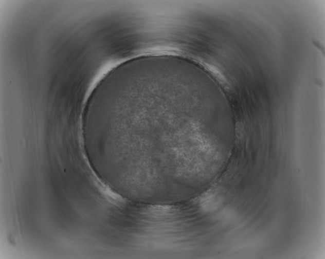 X0000098151470200804241727