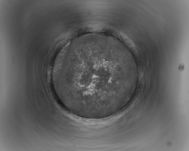 X0000098150026200805011418
