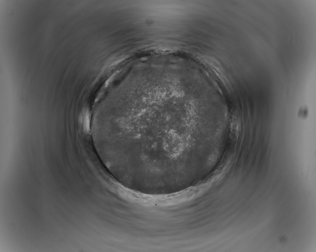 X0000098150046200805011417