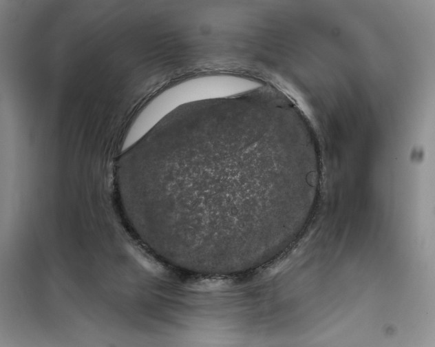 X0000098150065200805011417