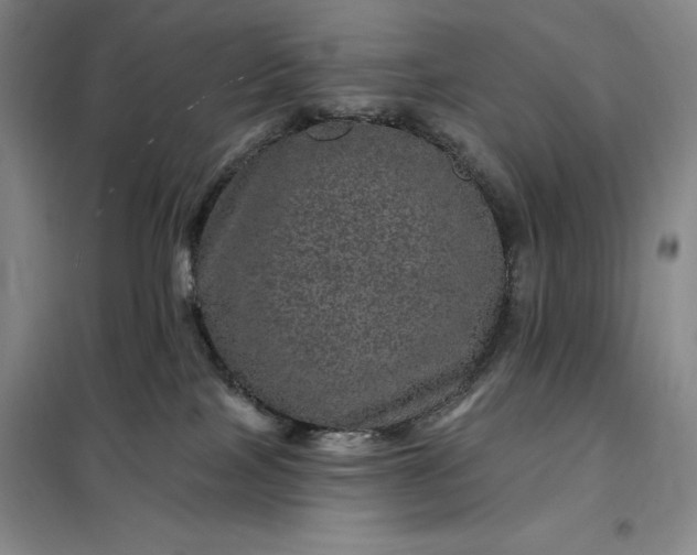 X0000098150089200805011417