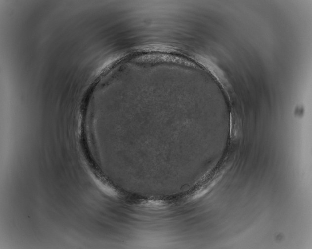 X0000098150157200805011415
