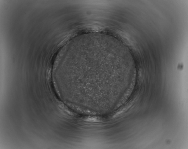 X0000098150177200805011416