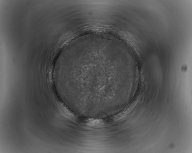 X0000098150185200805011416