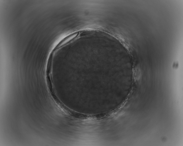 X0000098150196200805011415