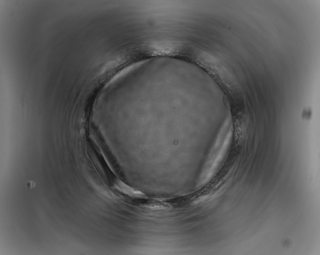 X0000098150215200805011415