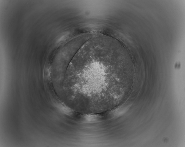 X0000098150336200805011413