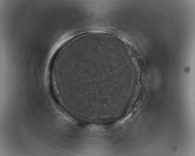 X0000098150343200805011413