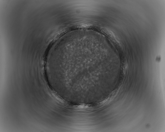 X0000098150366200805011413