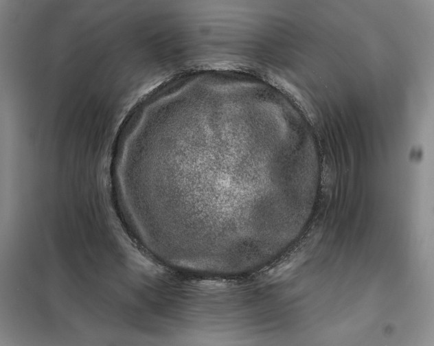 X0000098150394200805011412