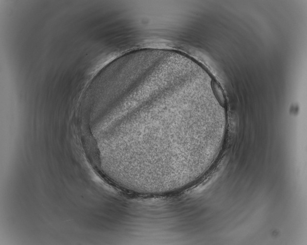 X0000098150433200805011411
