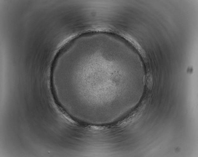 X0000098150442200805011411
