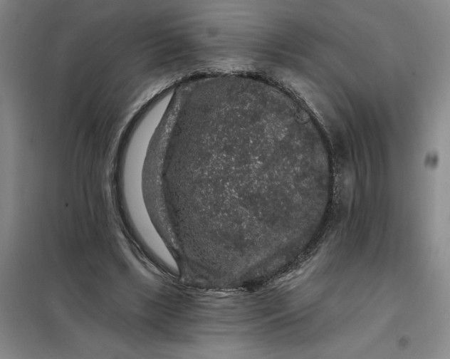 X0000098150443200805011411