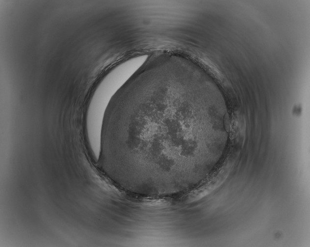 X0000098150454200805011411