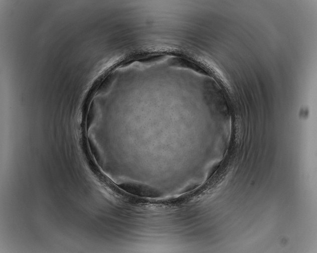 X0000098150490200805011411