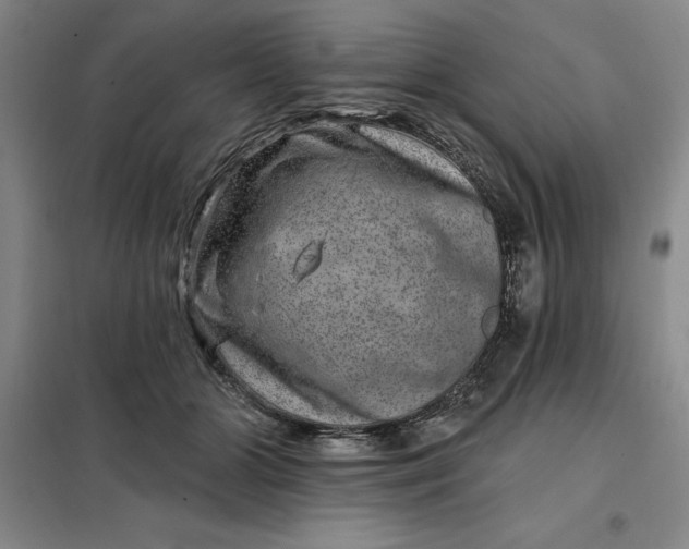X0000098150510200805011411