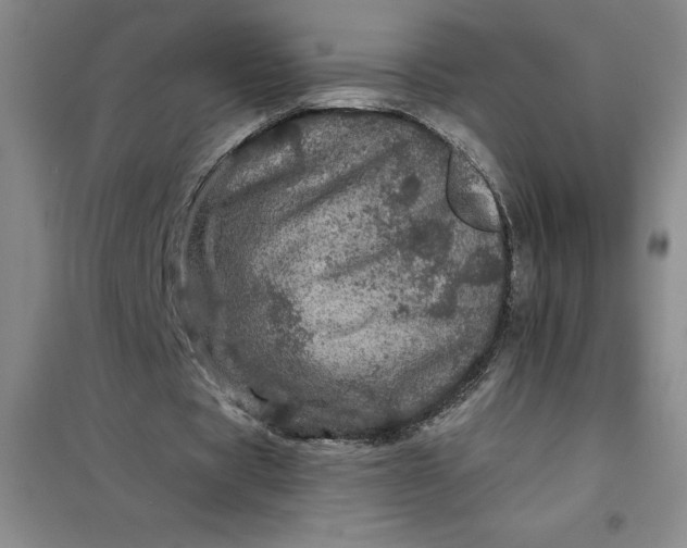 X0000098150529200805011410