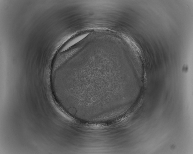 X0000098150533200805011410