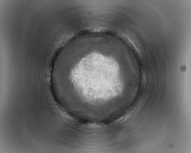 X0000098150545200805011410