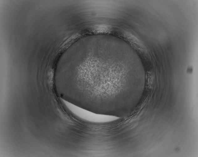 X0000098150550200805011410