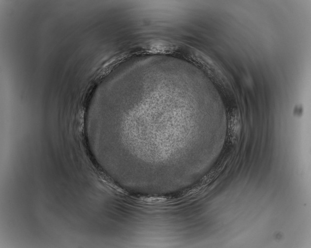 X0000098150554200805011410