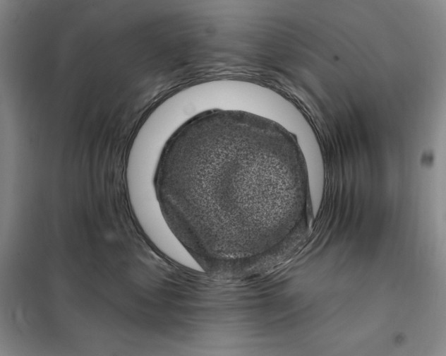 X0000098150621200805011409