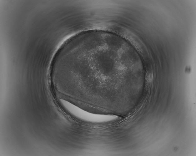 X0000098150628200805011408