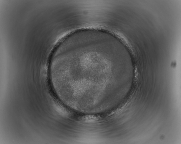 X0000098150636200805011408