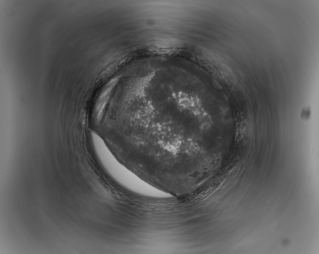 X0000098150647200805011409