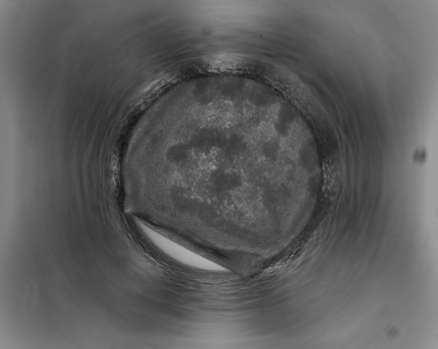 X0000098150648200805011409