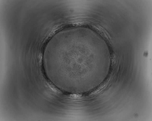 X0000098150660200805011409