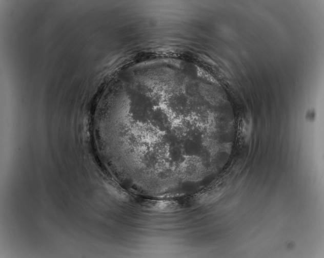 X0000098150663200805011409