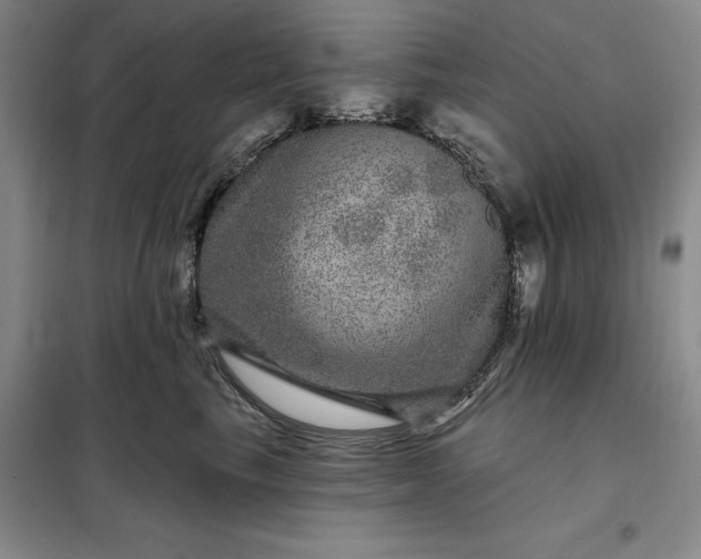 X0000098150665200805011409