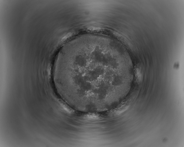 X0000098150668200805011409