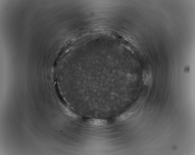 X0000098150670200805011409