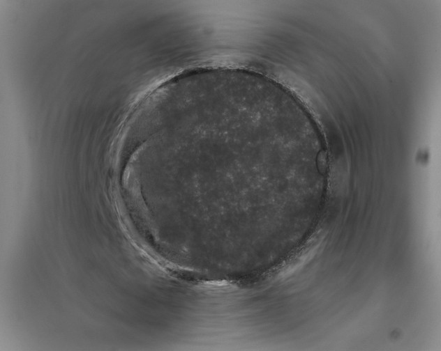 X0000098150673200805011408