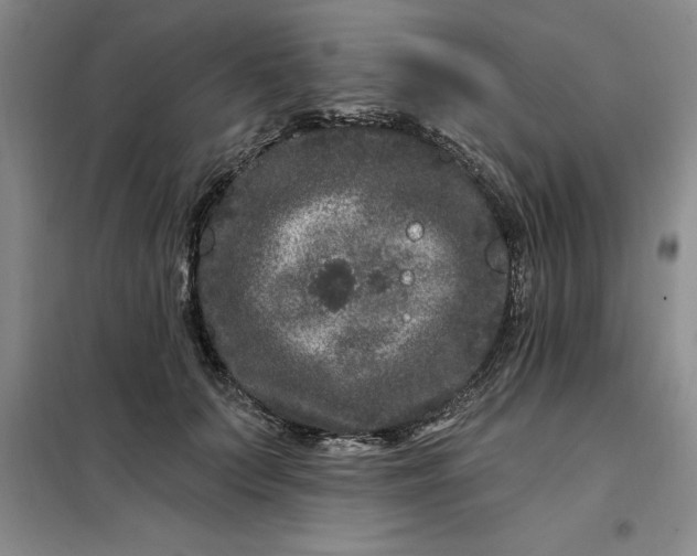 X0000098150703200805011407