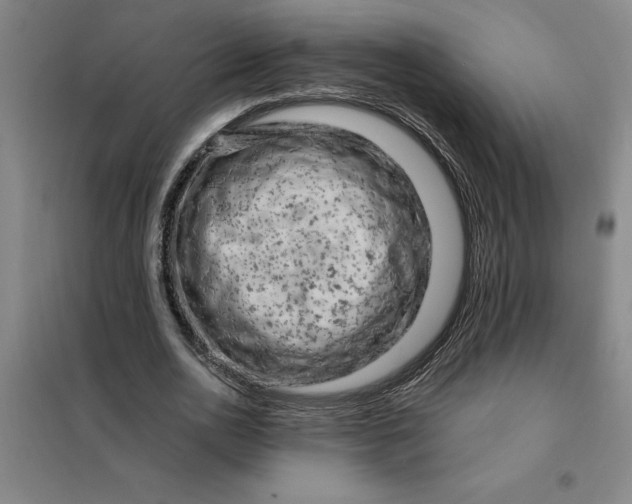 X0000098150726200805011407