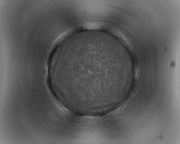 X0000098150733200805011407