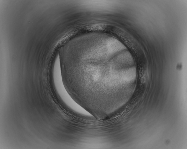 X0000098150735200805011407