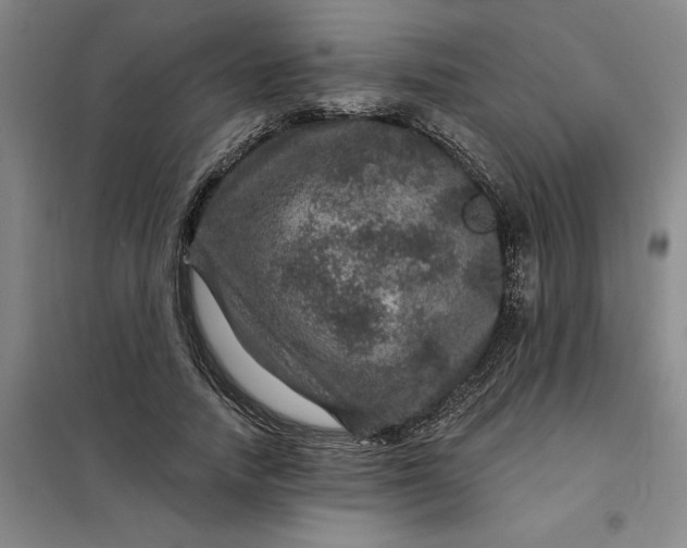 X0000098150738200805011407